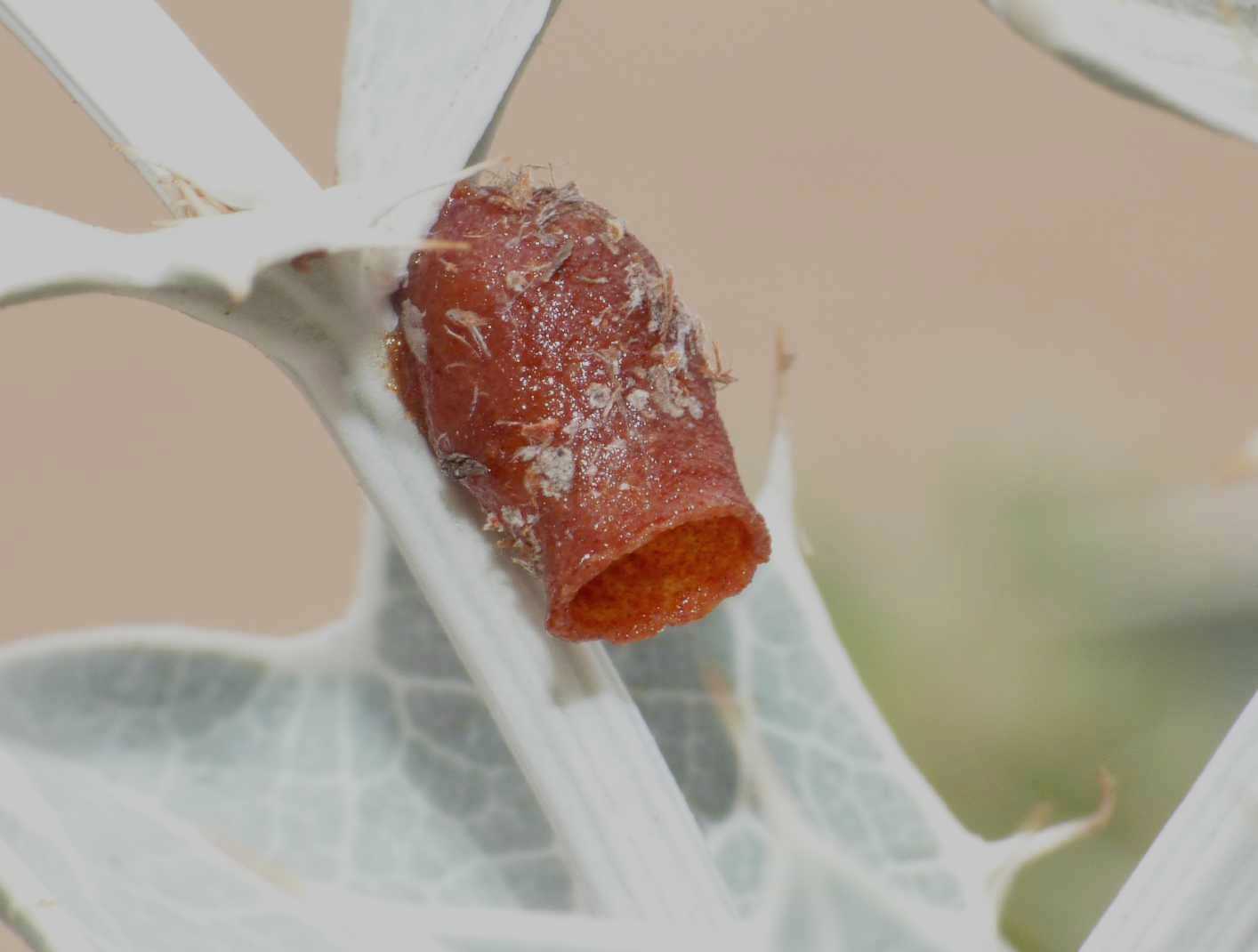 Gli strani nidi di Anthidiellum sp.